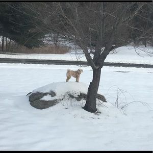 Meet your Posher, Sanah